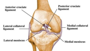 Anatomia-del-ginocchio-620x350