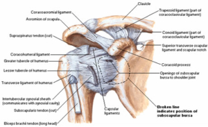 anatomia-spalla-3